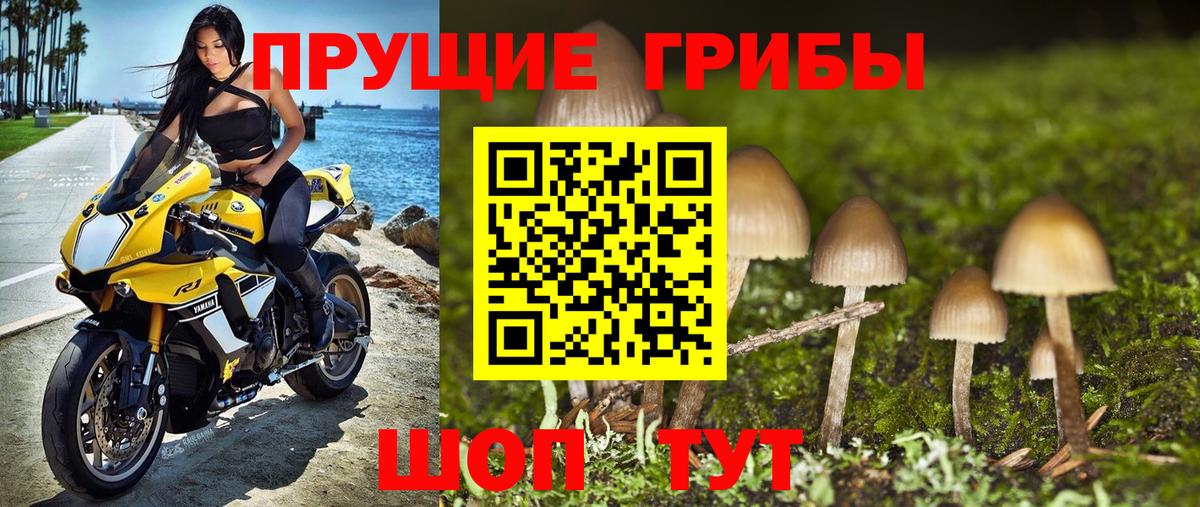 Кингисепп  Галлюциногенные грибы Cubensis  Вход с VPN 